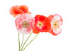 beautiful flowers of a poppy isolated