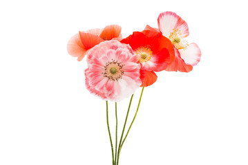 beautiful flowers of a poppy isolated