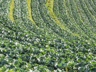 Wall Mural - Abstract pattern or background of cabbage field.