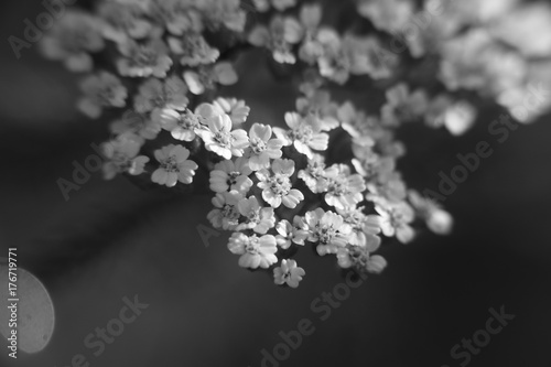 Zdjęcie XXL Czarno-biały kwiat