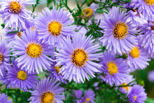 Flowers Asters In The Garden