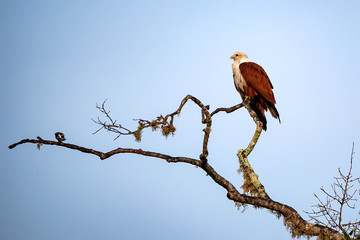brahminy kite or haliastur indus perching on tree