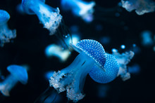 Little Jellyfish In The Dark Cold Ocean. Wild Marine Life Scene With Little Jellyfish Animals In Aquarium	