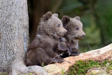 Wall Mural - brown bear cub
