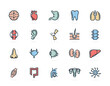 Set of vector anatomy and organs colored line icons. Neuron, penis, uterus, intestine, muscle, nose, bladder, eye, liver, kidney, heart, brain, stomach, tooth, lung, joint, ear, bone, hair, backbone