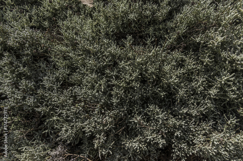 Plakat Lawendowy bawełnianego krzaka zwarty dorośnięcie rośliny zbliżenie od above