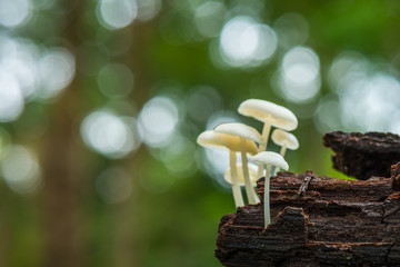 Mushroom and moss in nature