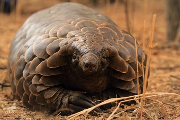 precarious pangolin