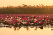 Many pink lotus water lily blooming in the pond morning sunrise