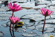 Triple pink lotus water lily blooming in the morning