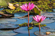 Twin pink lotus water lily blooming in the morning