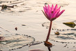 Single pink lotus water lily blooming in the morning