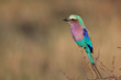 Lilac breasted roller bird in Botswana