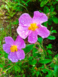 Storchenschnabel-Gewächs, pinke Blume