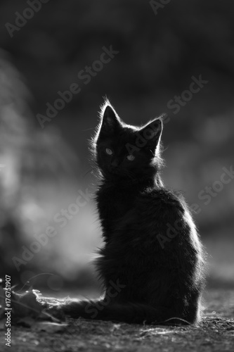Chat Contre Jour Noir Et Blanc Buy This Stock Photo And