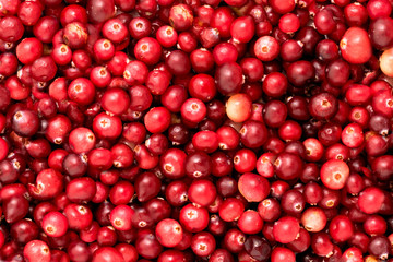 Wall Mural - Background from ripe red cranberries.