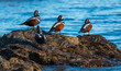 Harlequin ducks , Histrionicus histrionicus , sit on coastal rocks.