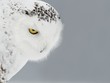 Snowy Owl Stare Down