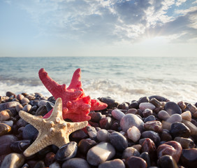 Wall Mural - two sea stars on the shingle of the sea shore
