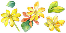 Wildflower Gardenia Flower In A Watercolor Style Isolated. Full Name Of The Plant: Yellow Gardenia. Aquarelle Wild Flower For Background, Texture, Wrapper Pattern, Frame Or Border.