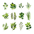 Clip art illustrations of common culinary herbs such as parsley, basil, sage, dill, mint, rosemary, coriander, chives, tarragon, bay leaf, thyme and oregano