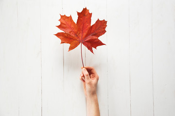 a girl is holding a fallen red color maple leaf on a white background. autumn or canadian concept. t