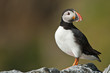 © PhotographingIceland - Puffin sitting on a cliff