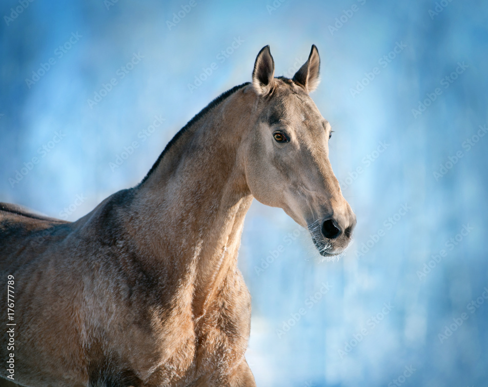 akhal-teke horse winter portrait Stock Photo | Adobe Stock, image size:1000x794