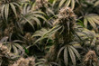Flowering indoor medical marijuana plants with large developing bud colas.