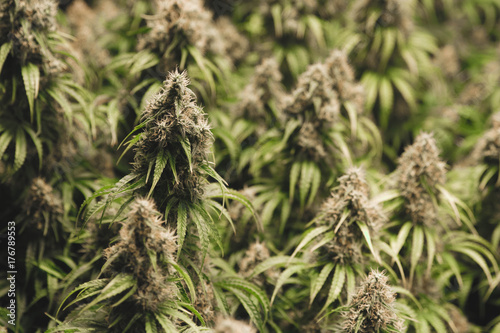 Zdjęcie XXL Kwitnące rośliny domowe marihuany z dużymi rozwijającymi się paczkami.