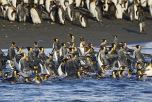 King Penguins Swimming Onto The Beach In South Georgia Island Antarctica