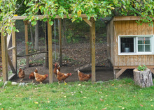Close Up On Chicken In Side Coop In Back Yard 