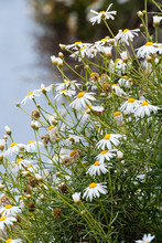 White Daisies With Yellow Centers With The Ocean And Cliff As Background
