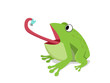 Green frog eat insect on white, cartoon vector