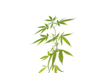  Cannabis leaf isolated on white background