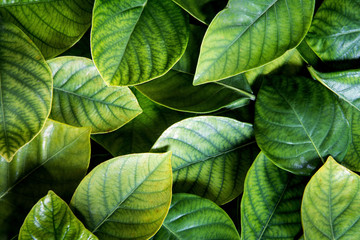 Wall Mural - the fresh tropical green leaves background