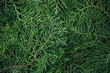 the  fresh green pine leaves , Oriental Arborvitae, Thuja orientalis (also known as Platycladus orientalis) leaf texture background for design foliage pattern and backdrop