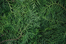 The  Fresh Green Pine Leaves , Oriental Arborvitae, Thuja Orientalis (also Known As Platycladus Orientalis) Leaf Texture Background For Design Foliage Pattern And Backdrop
