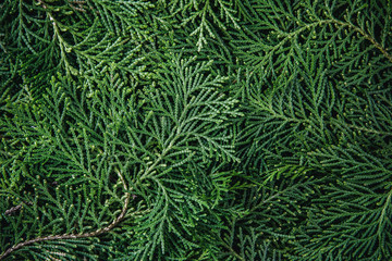 Wall Mural - the fresh green pine leaves , oriental arborvitae, thuja orientalis (also known as platycladus orien