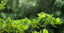 Nature Fresh Green Leaf Branch Under Havy Rain In Rainy Season