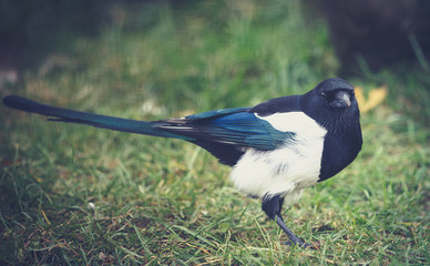 Wall Mural - magpie