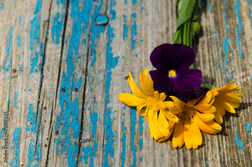 Zdjęcie XXL Piękni kwiaty calendula i fiołki na stronie stara drewniana deska malowali z błękitną farbą