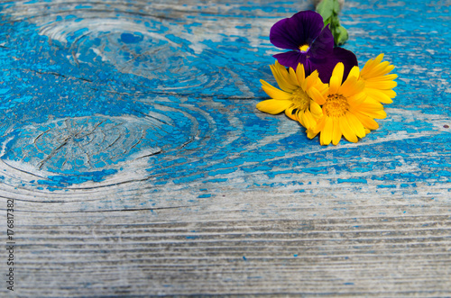 Zdjęcie XXL Skład kwiaty calendula i fiołki na górze starej drewnianej malującej błękit deski