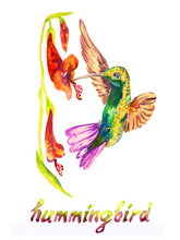 Hummingbird Eating Nectar From Red Flower, Isolated Hand Painted Watercolor Illustration With Handwritten Inscription