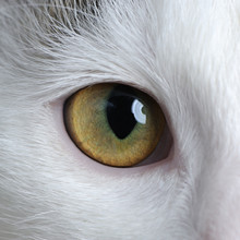Cat Eye Close-Up
