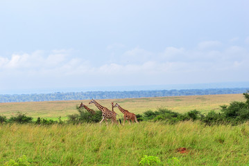 Wall Mural - queen elizabeth national park at dawn uganda