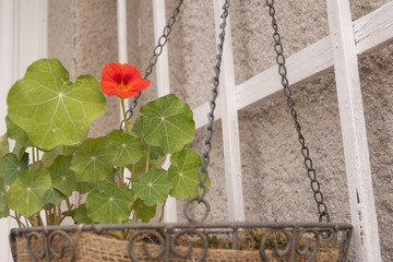 Canvas Print - Nasturtium