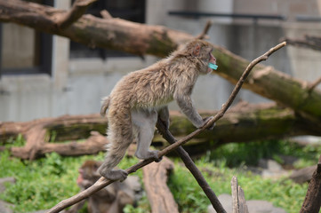 Wall Mural - Snow Monkey in the outdoors