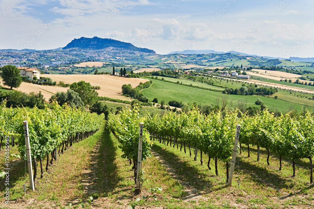 Obraz na płótnie vineyard with monte titano of san marino background w salonie