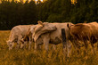 Cow in sunset licking